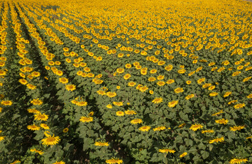 Turkey - A cloudy sky and a field of blooming sunflowers in Tekirdag region.