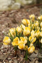 Beautiful yellow crocus flowers growing in garden