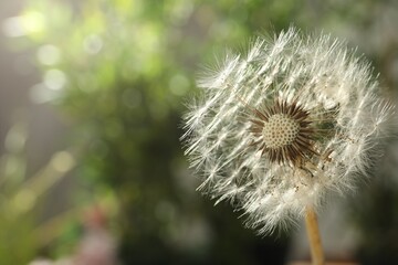 Beautiful dandelion flower on blurred green background, closeup. Space for text