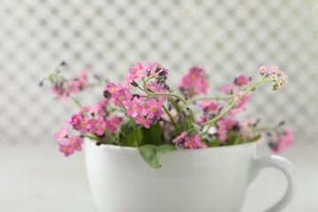 Obraz na płótnie Canvas Beautiful pink forget-me-not flowers with cup on blurred background, closeup