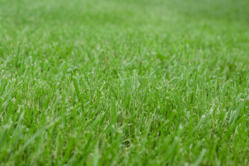 Beautiful green grass as background, closeup view