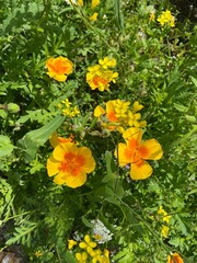Obraz premium Beautiful golden poppy flowers outdoors on sunny day, above view