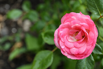 Beautiful pink rose flower with dew drops in garden, top view