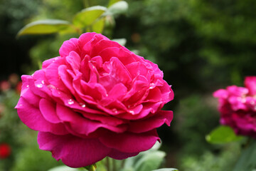 Beautiful pink rose flower with dew drops in garden, closeup
