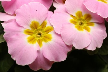 Beautiful primula (primrose) plant with pink flowers, top view. Spring blossom