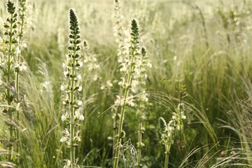 Beautiful flowers growing in meadow on sunny day