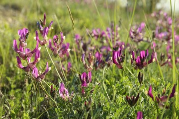 Beautiful flowers growing in meadow on sunny day