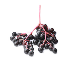 Cluster of elderberries (Sambucus) isolated on white