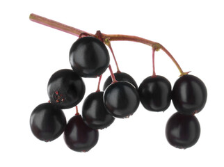 Cluster of elderberries (Sambucus) isolated on white