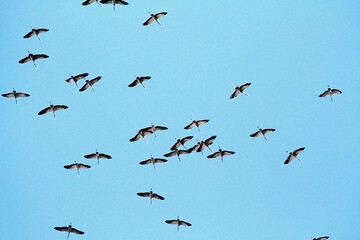 Kraniche sammeln sich am Himmel 