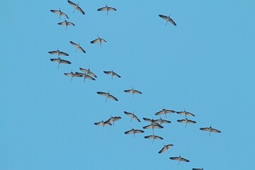 Kraniche sammeln sich am Himmel 