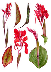 A set of watercolor illustrations of a canna lily flower. Set of illustrations with tropical flowers and leaves for background, texture, wrapper pattern, frame or border.
