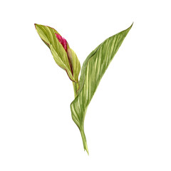 Isolate watercolor illustration of canna lily flower on white background. Illustration of a tropical flower with leaves for background,texture, wrapper pattern, frame or border.