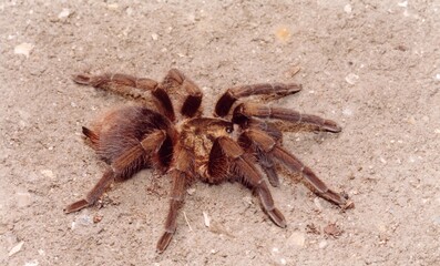 Hairy brown spider closeup
