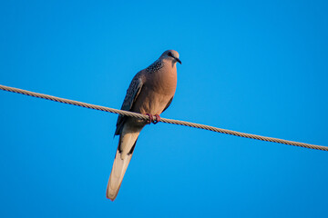Spotted Dove bird sitting on the wire a clear blue evening sky