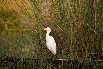Cattle egret (Bubulcus ibis) Waters Edge, Water bird near to the rain water pound