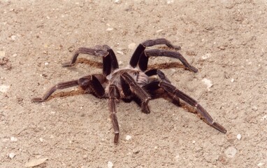 Hairy brown spider closeup