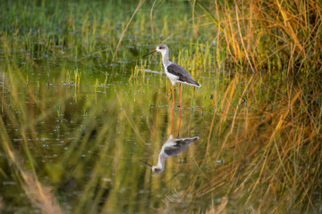 Black-winged stilt water bird photo from Kashipur Uttarakhand 