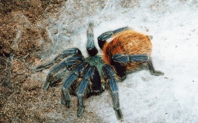 Hairy blue and orange spider closeup
