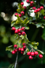 Obraz premium red berries on a bush