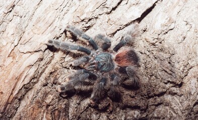 Hairy brown spider closeup