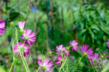 Pink purple cosmos mexican daisy A drought tolerant ornamental plant with long-lasting color.