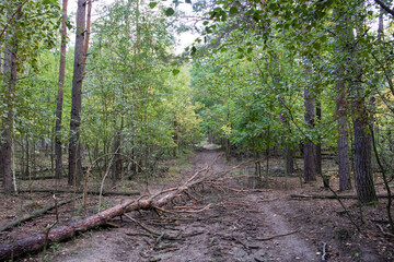 A tree felled by the wind after a hurricane or from old age on a path in the forest. Autumn, summer, spring landscape. Wind blown tree on wood road 