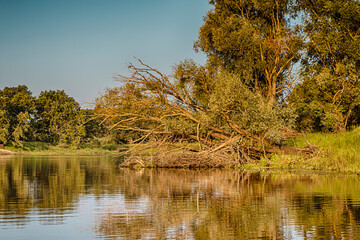 Summer Traveling. Idyllic Pripyat River with Mirror Water Reflections And Line of Old Ancient Trees  Along the Shore.