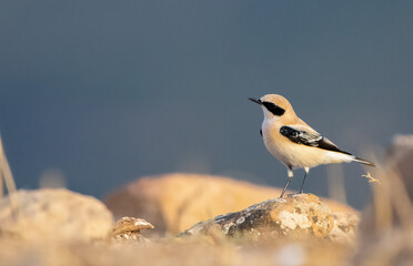 Western Black-Eared Wheatear (Oenante Hispanica)