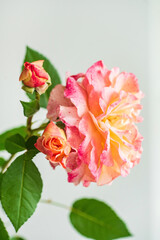 nice rose in the vase