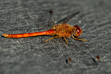 autumn meadowhawk dragonfly 