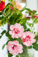 Obraz premium nice rose in the vase