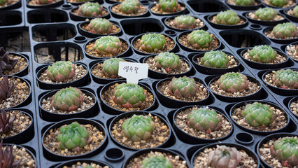 haworthia cooperi var. picturata in cultivation
