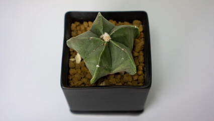 astrophytum myriostigma in a pot