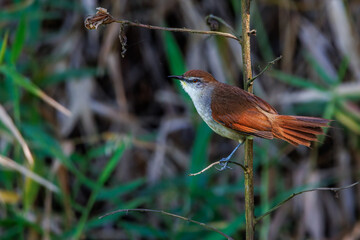 A small bird looking for food in the woods