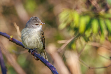 A tiny songbird sunbathing perched on a tree branch on a sunny winter morning