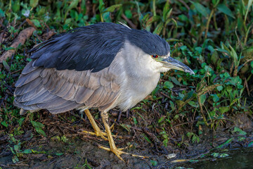 A heron closeup while resting on a riverbank