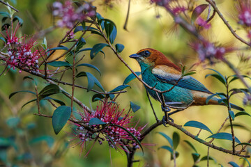 A beautiful colorful songbird eating pink flowers seeds