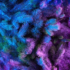 Christmas tree branches with snow in vivid gradient neon colors. Creative forest background....