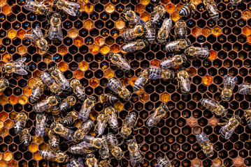 Honey bees in a beehive with honey, visible larvae and queen bee