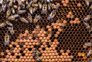 Honey bees in a beehive with honey, visible larvae and queen bee