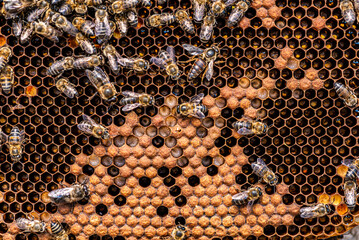 Honey Bees Beehive With Honey