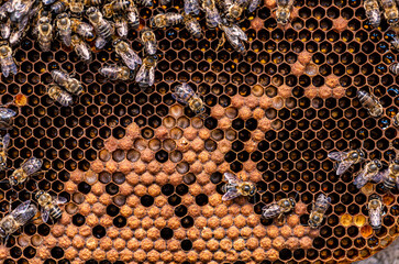 Honey bees in a beehive with honey, visible larvae and queen bee