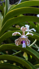 Obraz premium Vanda tricolor orchid is an orchid species native in Indonesia, Southeast Asia