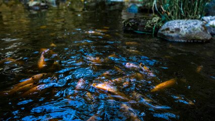 Indonesian catfish are scrambling to eat in a farming pond. Beautiful wild catfishes eating feed in ponds