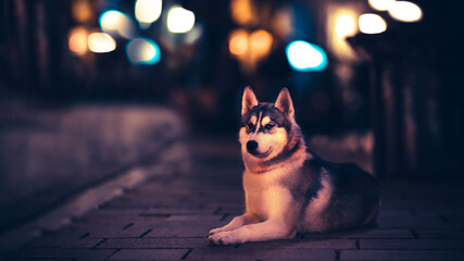 Beautiful portrait of a cute husky in a town © Milan