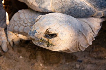 Obraz premium Tortuga llorando
