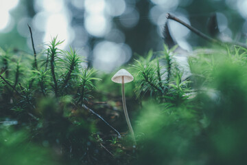 Mushroom in the forest