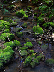 Rock covered in green moss in the river.