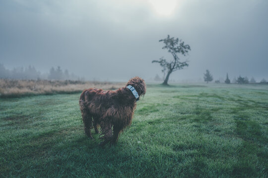 dog in the fog